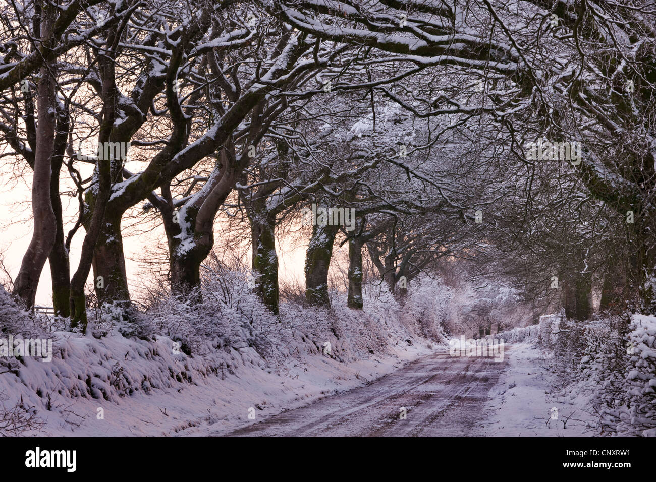 Verschneite Landstraße durch Bäume, Exmoor, Somerset, England. Winter (Januar) 2012. Stockfoto