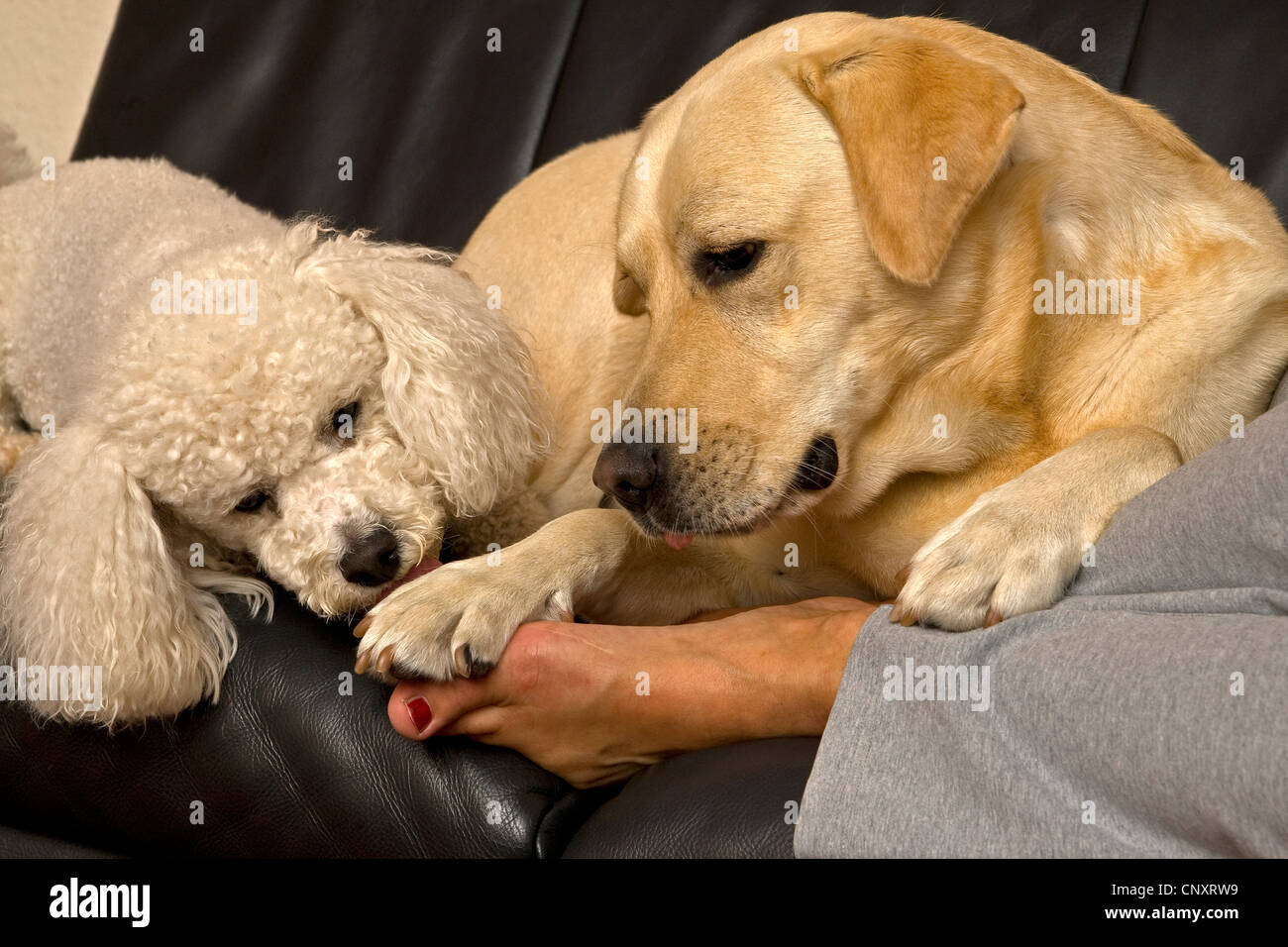 Bichon Fris (Canis Lupus F. Familiaris) und Labrador Retriever liegt auf Sofa und lecken die Füße einer Frau Stockfoto