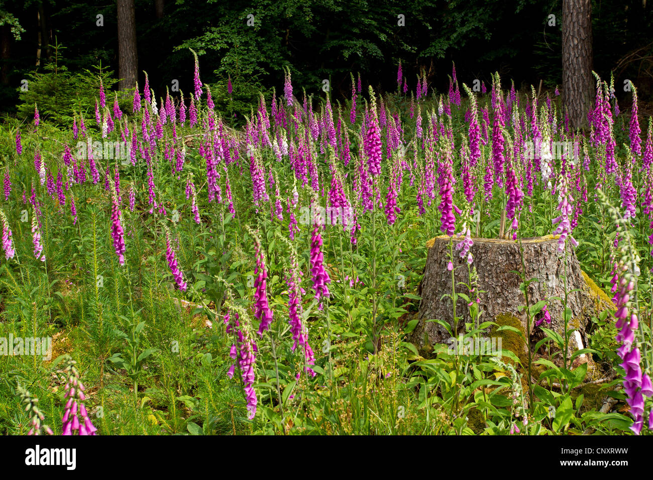 gemeinsamen Fingerhut, lila Fingerhut (Digitalis Purpurea), blühende Doxglove auf einer Lichtung, Deutschland, Rheinland-Pfalz Stockfoto