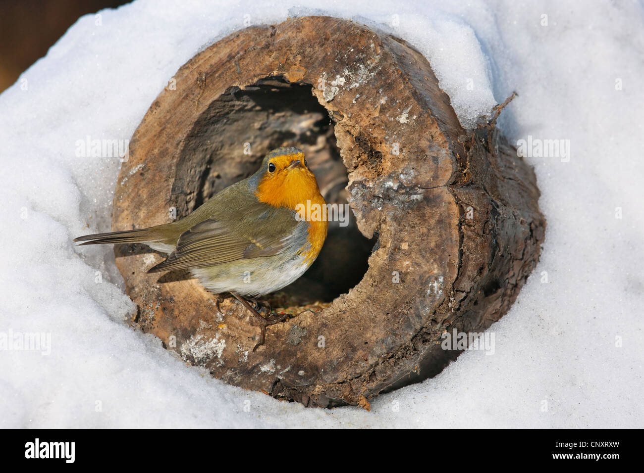 Rotkehlchen (Erithacus Rubecula) auf Nahrungssuche in hohlen Baumstamm im Schnee im Winter, Belgien Stockfoto