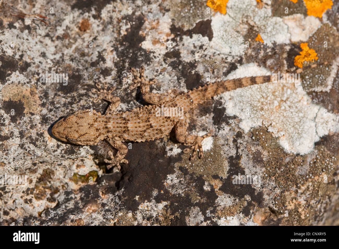 gemeinsame Wand Gecko, maurischer Gecko (Tarentola Mauritanica), sitzt auf einem Flechten bedeckten Stein perfekt getarnt Stockfoto