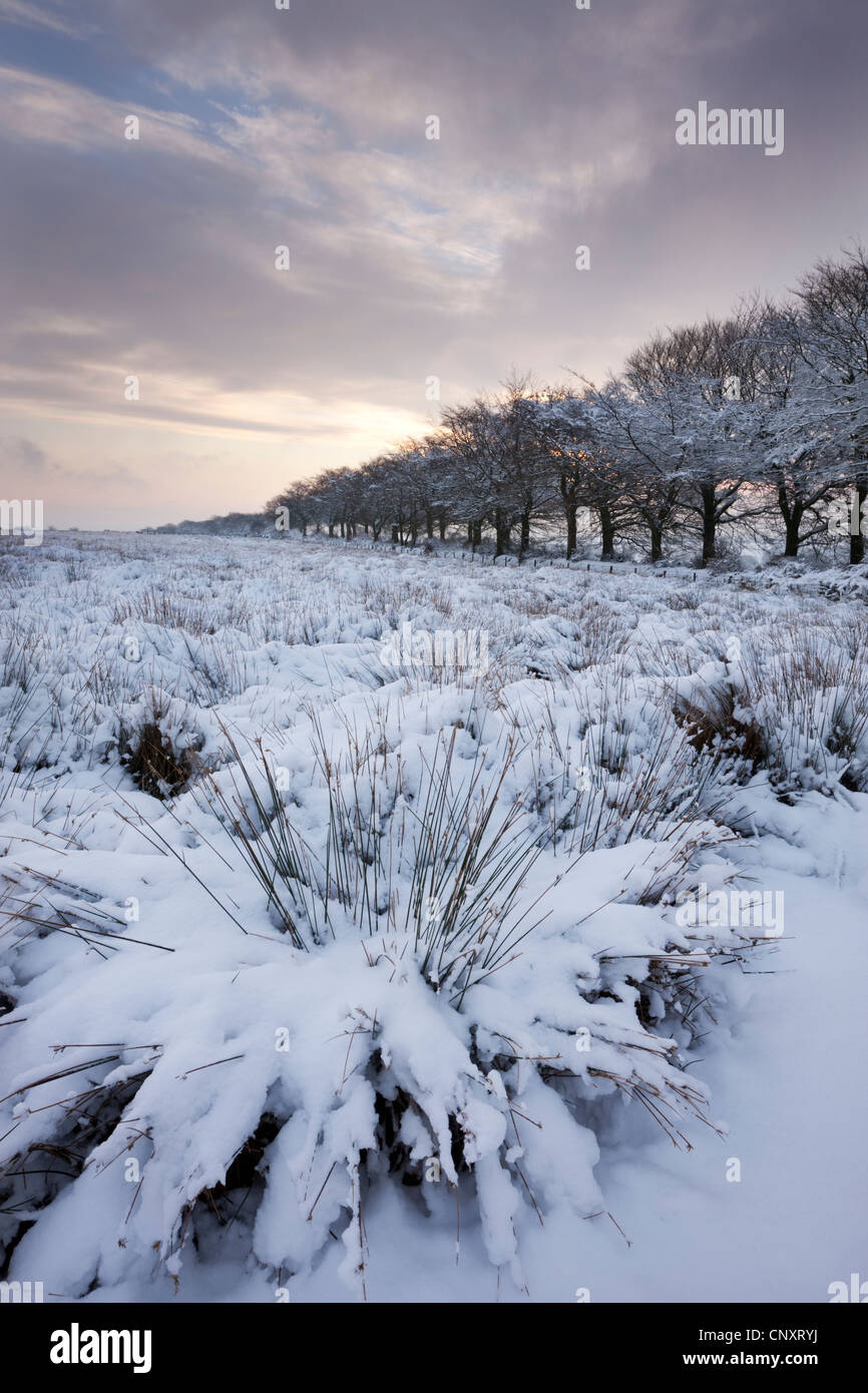 Schneebedeckte Landschaft und Bäume, Exmoor, Somerset, England. Winter (Januar) 2012. Stockfoto
