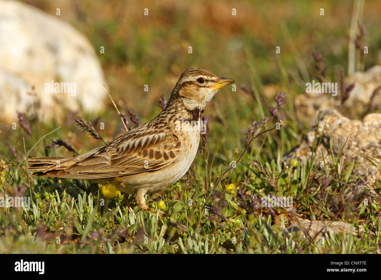 Bimaculated Lerche (Melanocorypha Bimaculata), sitzen auf dem Boden, Türkei, Nigde Stockfoto