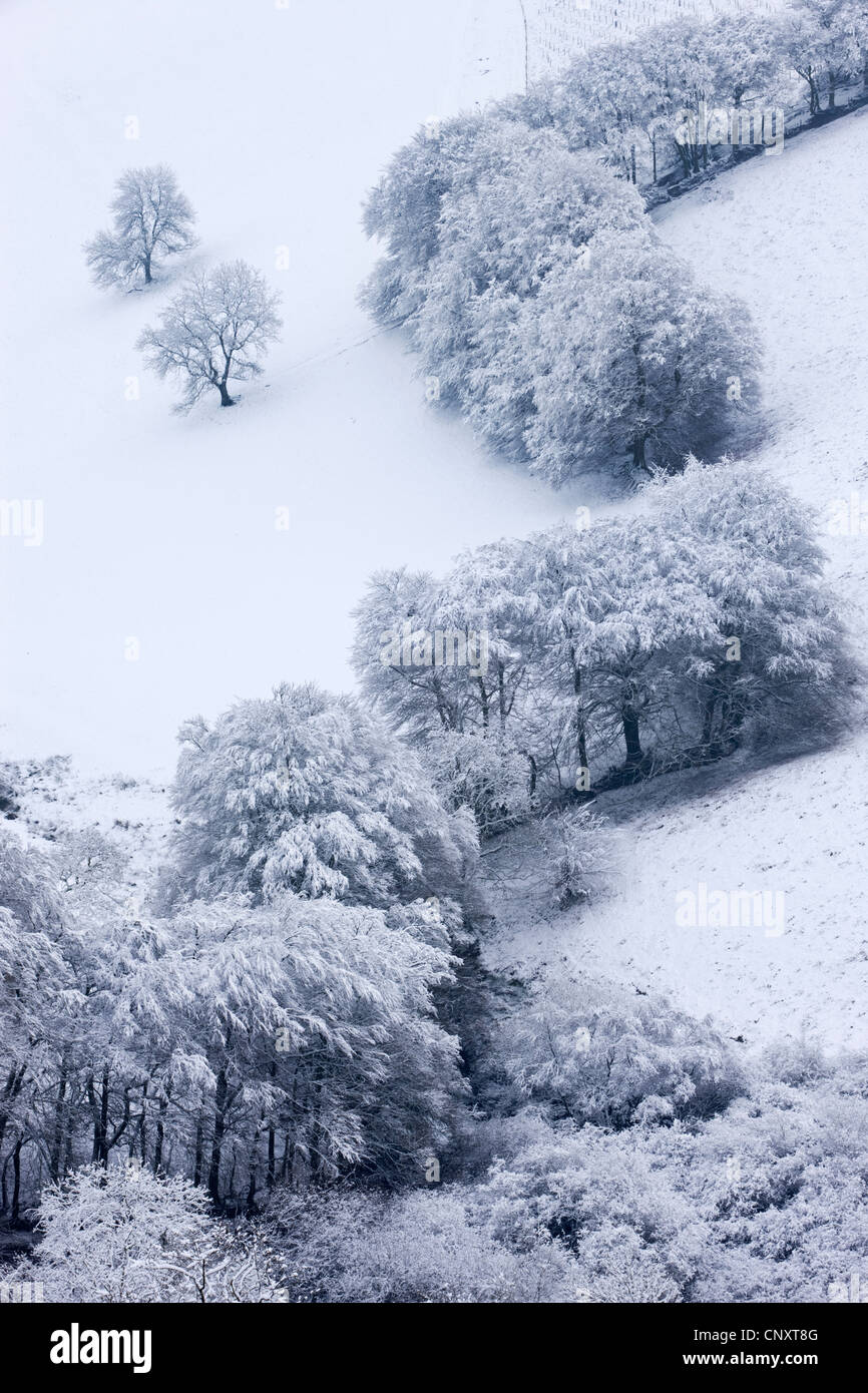 Bäume im Schnee an der Punchbowl, Exmoor National Park, Somerset, England. Winter (Januar) 2012. Stockfoto