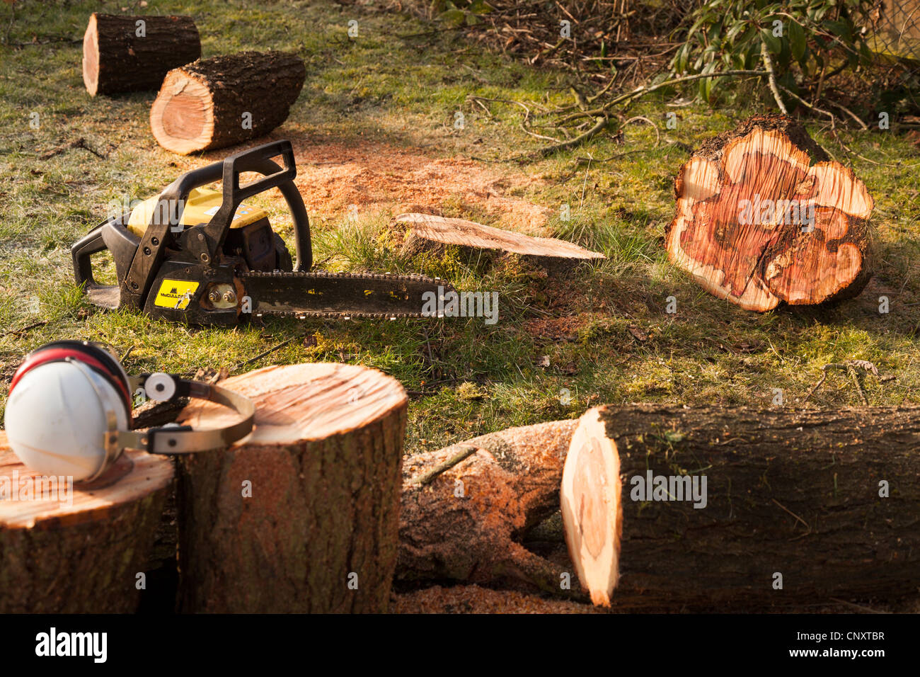 Gehörschutz und Kettensäge und gesägter Baumstamm Stockfoto
