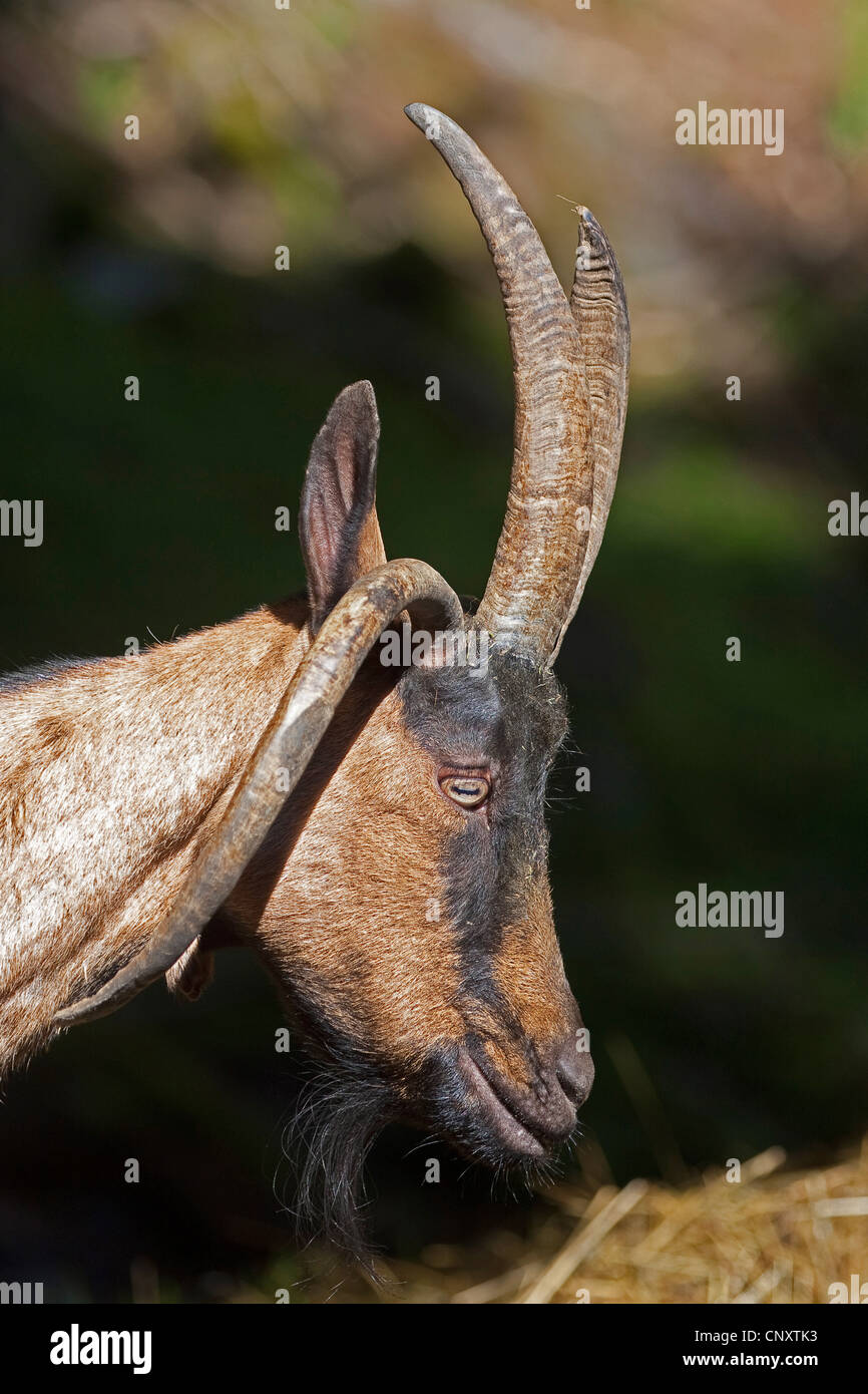 Vier Horn Ziege, vier-Horn-Ziege (Capra Hircus, Capra Aegagrus F. Hircus), Porträt, Seitenansicht Stockfoto