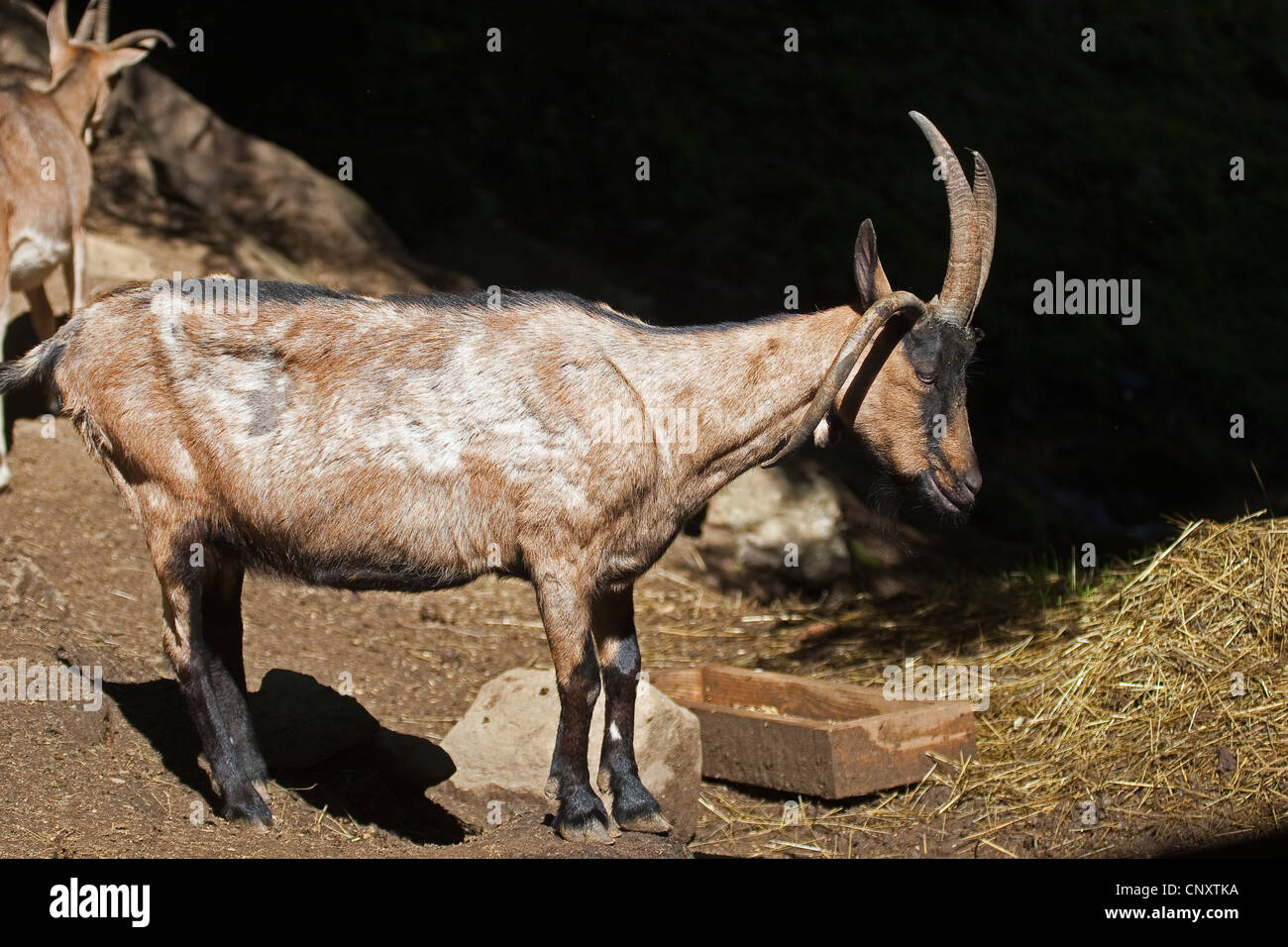 Vier Horn Ziege, vier-Horn-Ziege (Capra Hircus, Capra Aegagrus F. Hircus), Seitenansicht Stockfoto