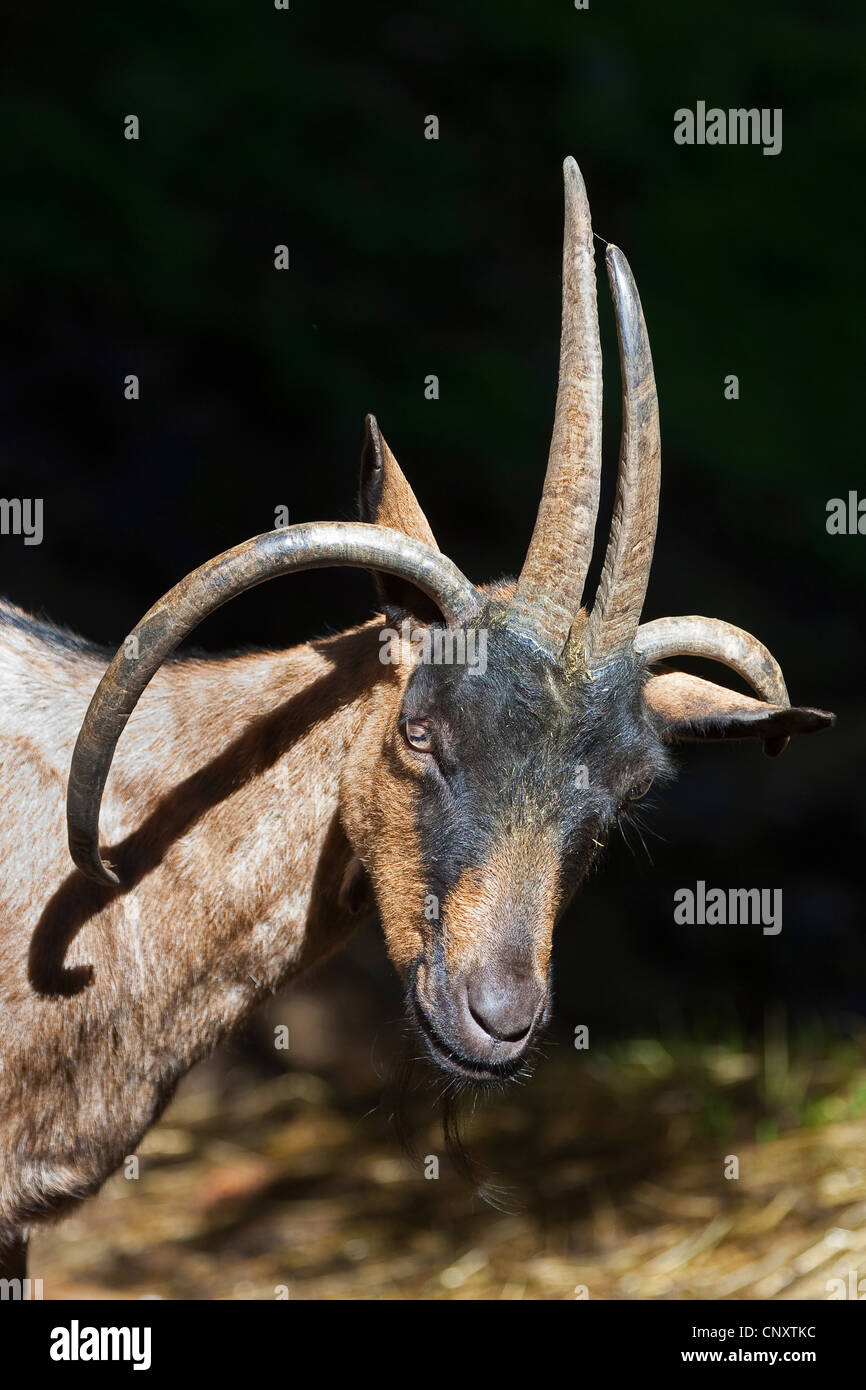 Vier Horn Ziege, vier-Horn-Ziege (Capra Hircus, Capra Aegagrus F. Hircus), Porträt Stockfoto