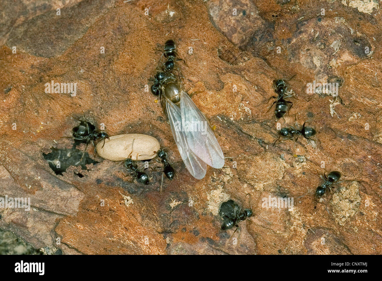 Schwarze Ameise (Lasius s.str., Lasius vgl. Platythorax), nisten in Totholz, Puppe und geflügelten Individuen, Deutschland Stockfoto