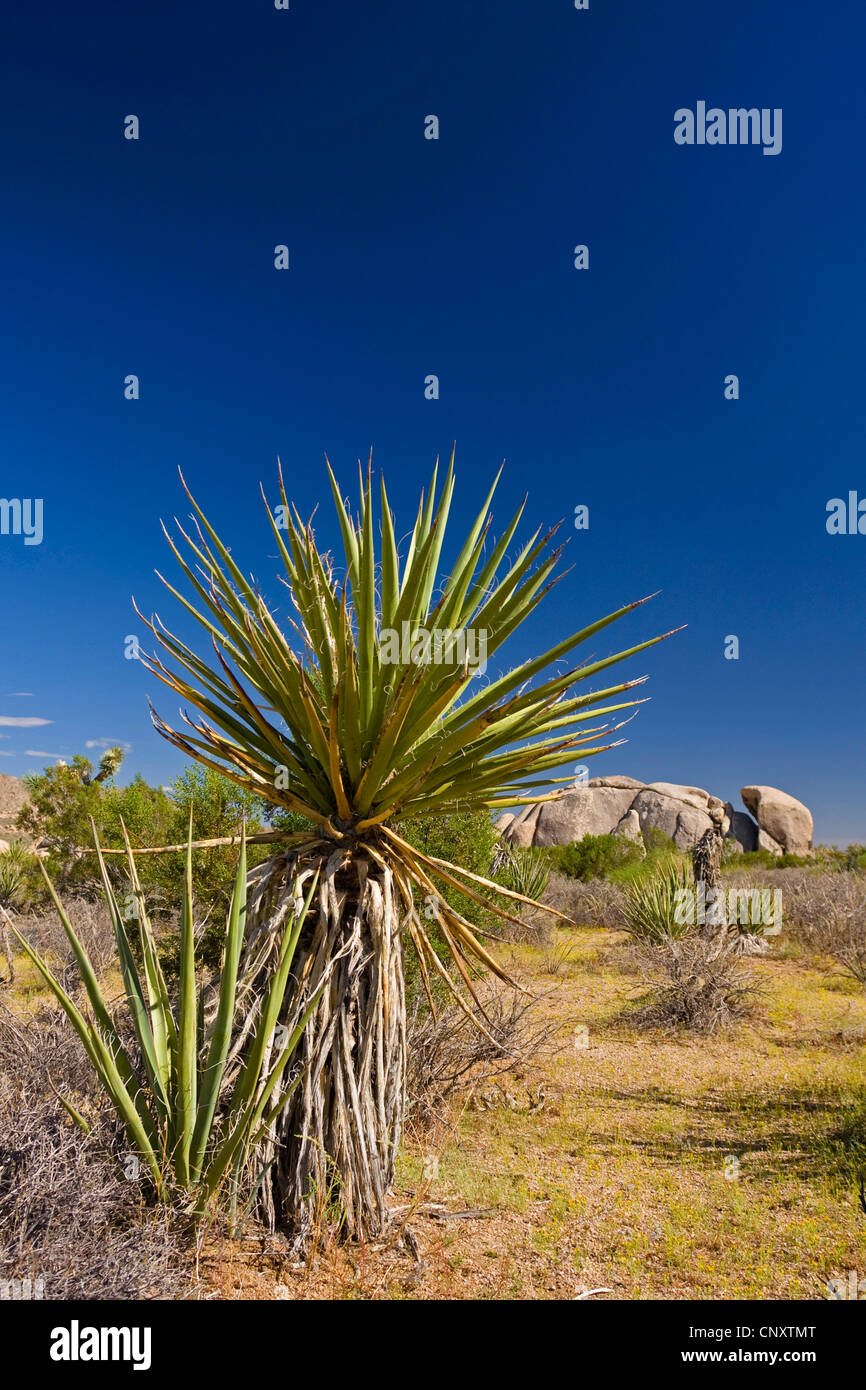 Mohave-Yucca (Yucca Schidigera), Ub Buschland, Granitfelsen im Hintergrund, USA, Kalifornien, Mojave, Joshua Tree Nationalpark Stockfoto