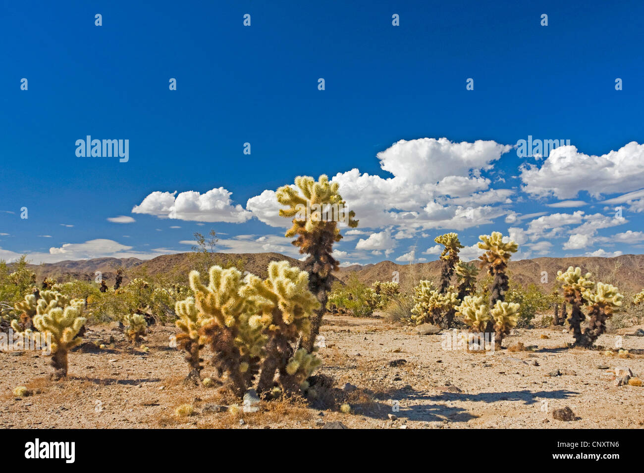 Teddybär Cholla, Jumping Cholla, Silber Cholla (Opuntia Bigelovii, Cylindropuntia Bigelovii), Cholla Cactus Garden, USA, California, Sonora, Joshua Tree National Park Stockfoto