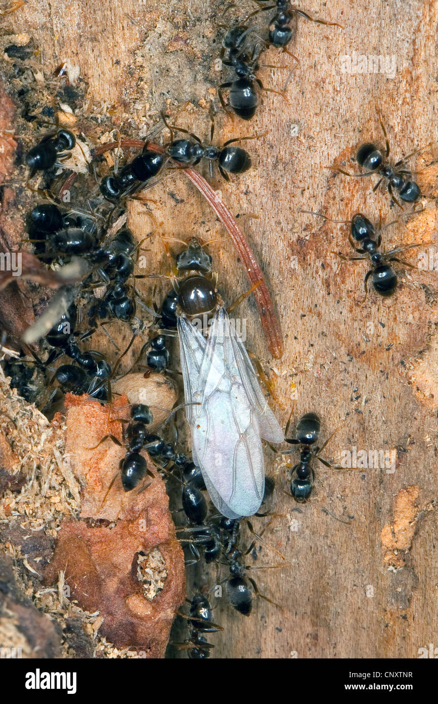Schwarze Ameise (Lasius s.str., Lasius vgl. Platythorax), nisten in Totholz, Arbeiter und geflügelten Individuum, Deutschland Stockfoto