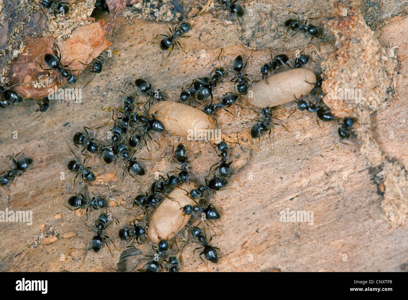 Schwarze Ameise (Lasius s.str., Lasius vgl. Platythorax), nisten in Totholz, Arbeiter, die Transport bishin, Deutschland Stockfoto