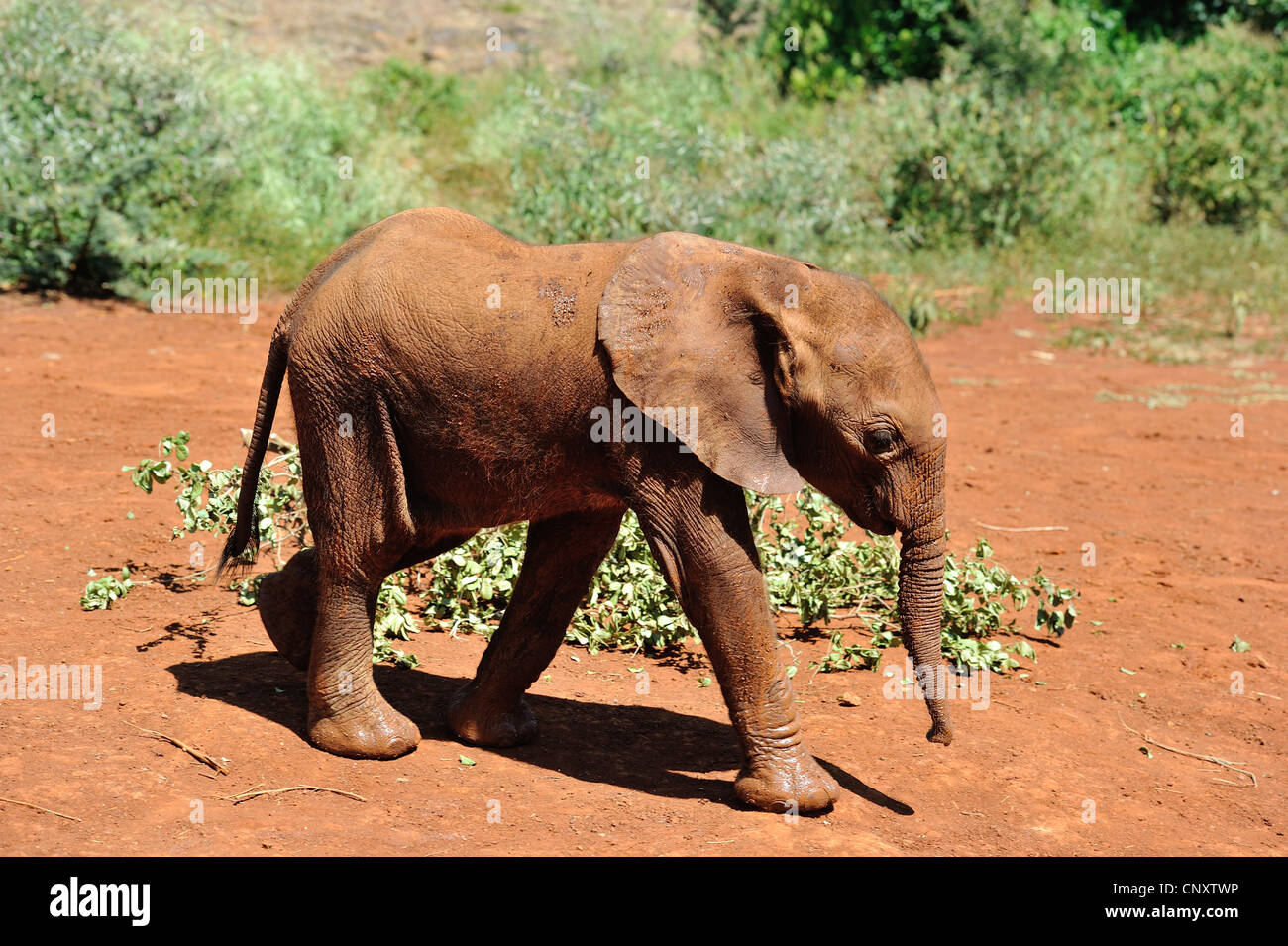 Afrikanischen Busch Elefant - Savanne Elefanten - Bush Elefant (Loxodonta Africana) Waise bei Sheldrick Elephant Orphanage Stockfoto