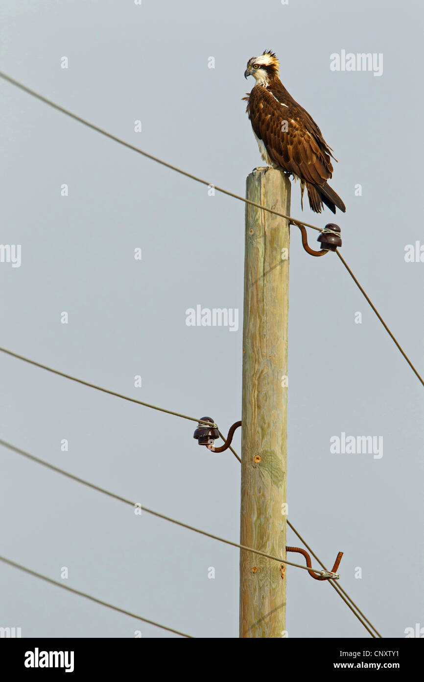 Fischadler, Fisch Hawk (Pandion Haliaetus), sitzen auf Elektromasten, Silifke, Türkei, Goeksu Delta Stockfoto