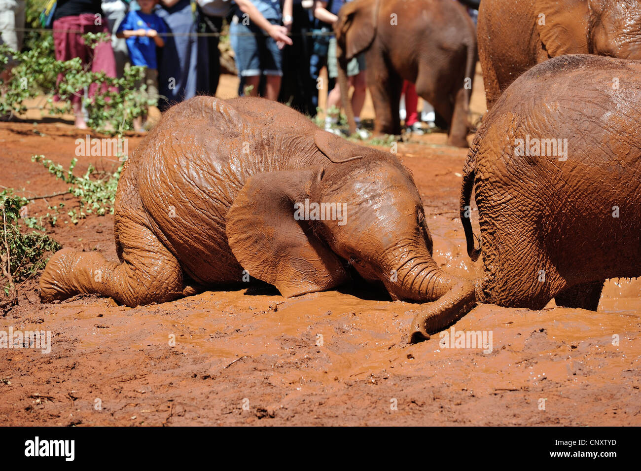 Afrikanischen Busch Elefant - Savanne Elefanten - Bush Elefant (Loxodonta Africana) Waisen im Waisenhaus Sheldrick Elephant Stockfoto