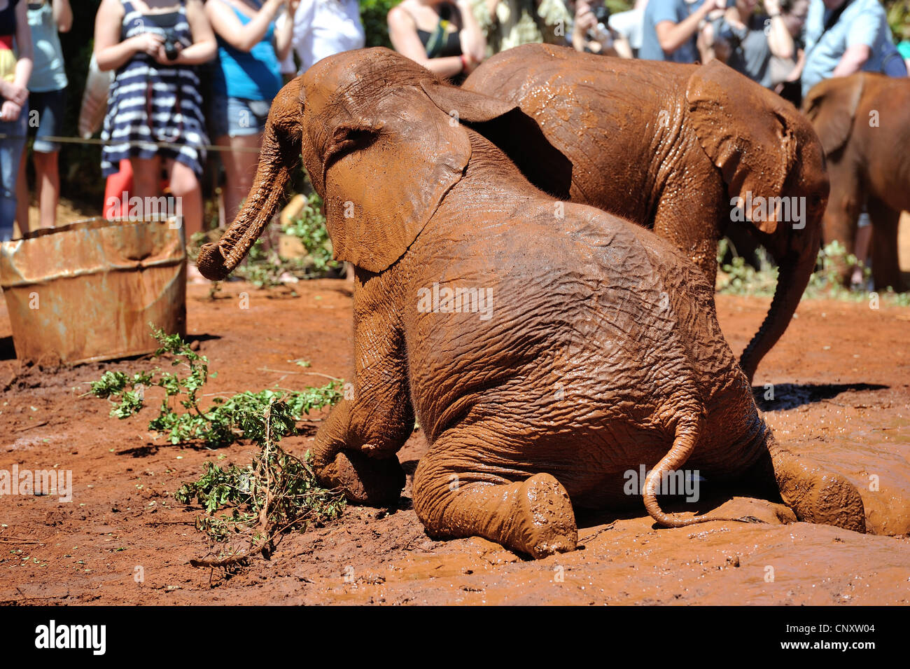 Afrikanischen Busch Elefant - Savanne Elefanten - Bush Elefant (Loxodonta Africana) Waisen im Waisenhaus Sheldrick Elephant Stockfoto