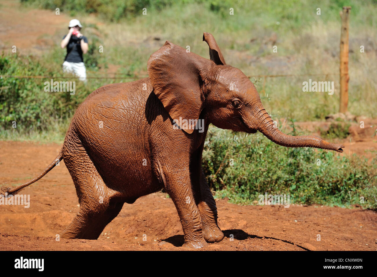 Afrikanischen Busch Elefant - Savanne Elefanten - Bush Elefant (Loxodonta Africana) Waise bei Sheldrick Elephant Orphanage Stockfoto