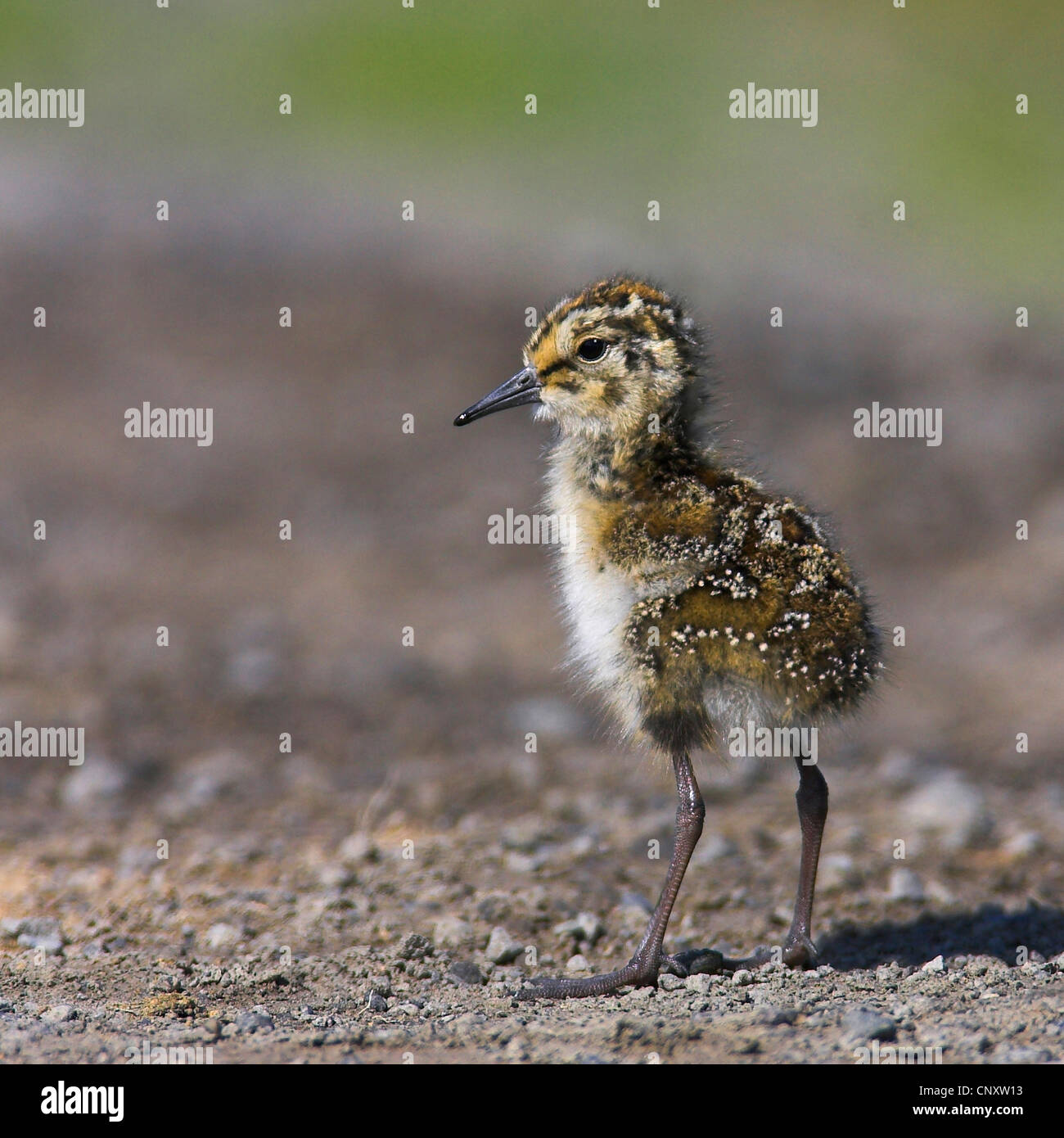 Alpenstrandläufer (Calidris Alpina), Küken, die sitzen auf dem Boden, Island, Myvatn Stockfoto