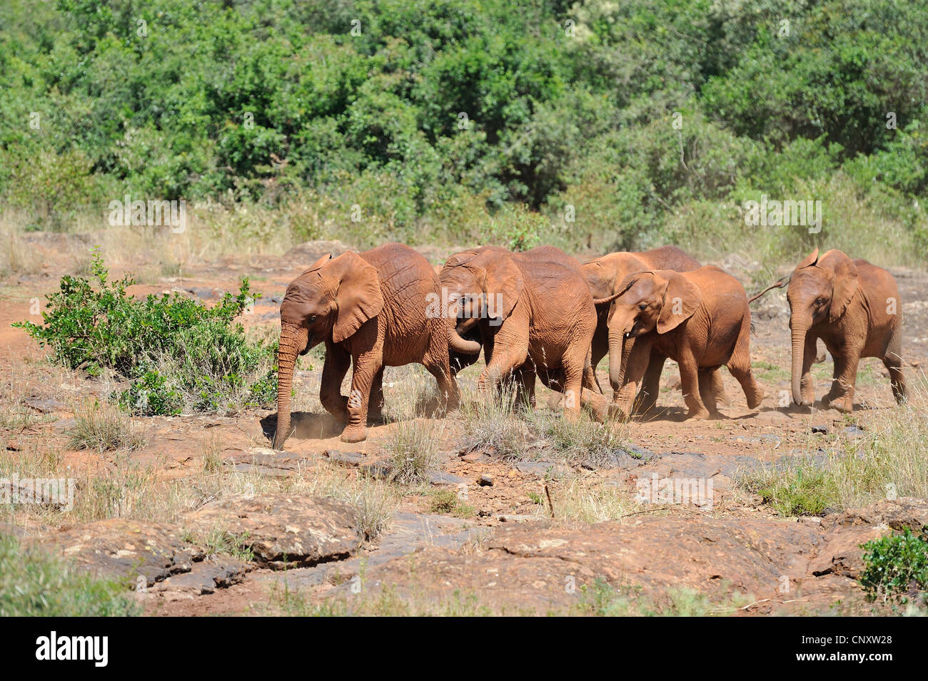 Afrikanischen Busch Elefant - Savanne Elefanten - Bush Elefant (Loxodonta Africana) Waisen im Waisenhaus Sheldrick Elephant Stockfoto