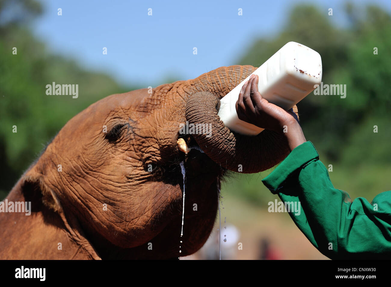 Afrikanischen Busch Elefant - Savanne Elefanten - Bush Elefant (Loxodonta Africana) füttern mit der Flasche von Orphan Sheldrick Eleph Waisenhaus Stockfoto