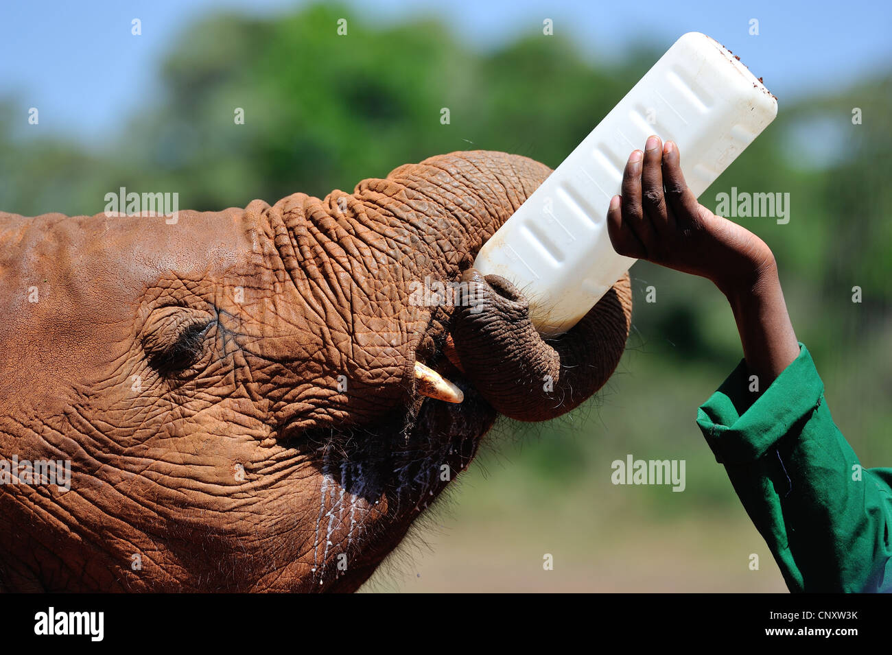 Afrikanischen Busch Elefant - Savanne Elefanten - Bush Elefant (Loxodonta Africana) füttern mit der Flasche von Orphan Sheldrick Eleph Waisenhaus Stockfoto