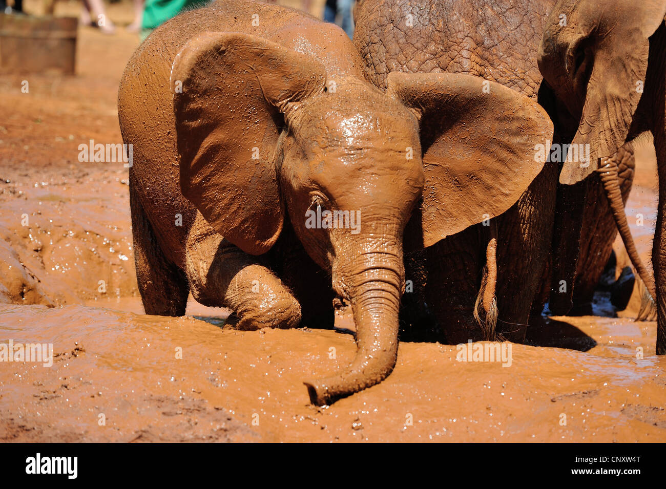 Afrikanischer Elefant - Savanne Elefanten - Bush Elefant (Loxodonta Africana) Waisen Mudbathing bei Sheldrick Elephant Orphanage Stockfoto