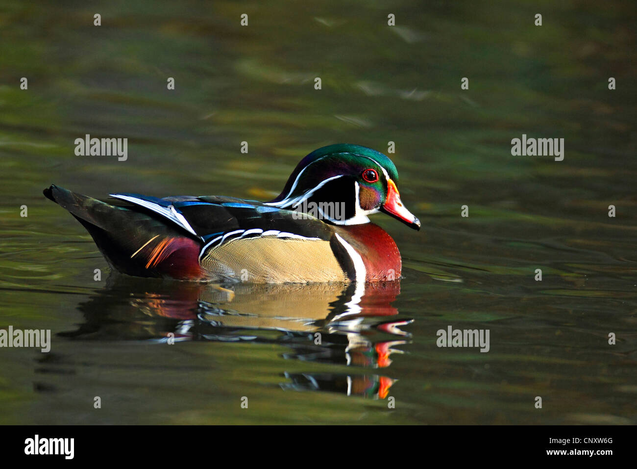 Brautente (Aix Sponsa), Männlich, USA, Florida, Homosassa schwimmen Stockfoto