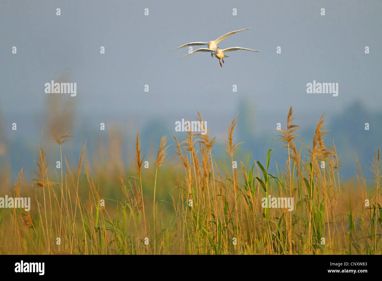 Kuhreiher, Buff-backed Reiher (Ardeola Ibis, Bubulcus Ibis), zwei Personen fliegen über dem Schilf, Türkei, Sanliurfa, Birecik Stockfoto