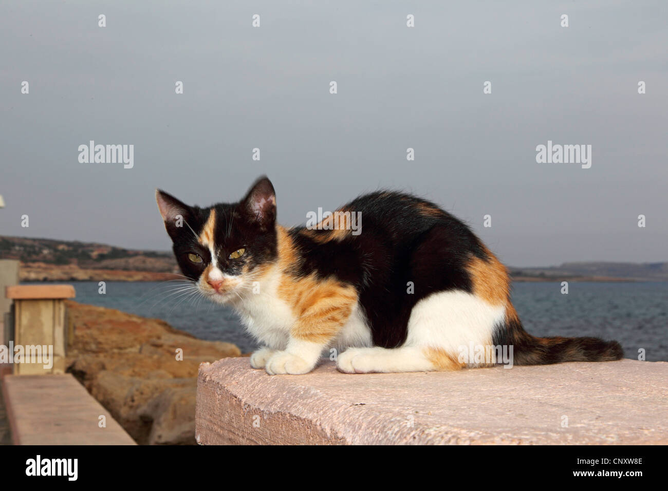 Hauskatze, Hauskatze (Felis Silvestris F. Catus) Kätzchen liegend auf einer Mauer am Hafen von Agia Napa, Zypern Stockfoto