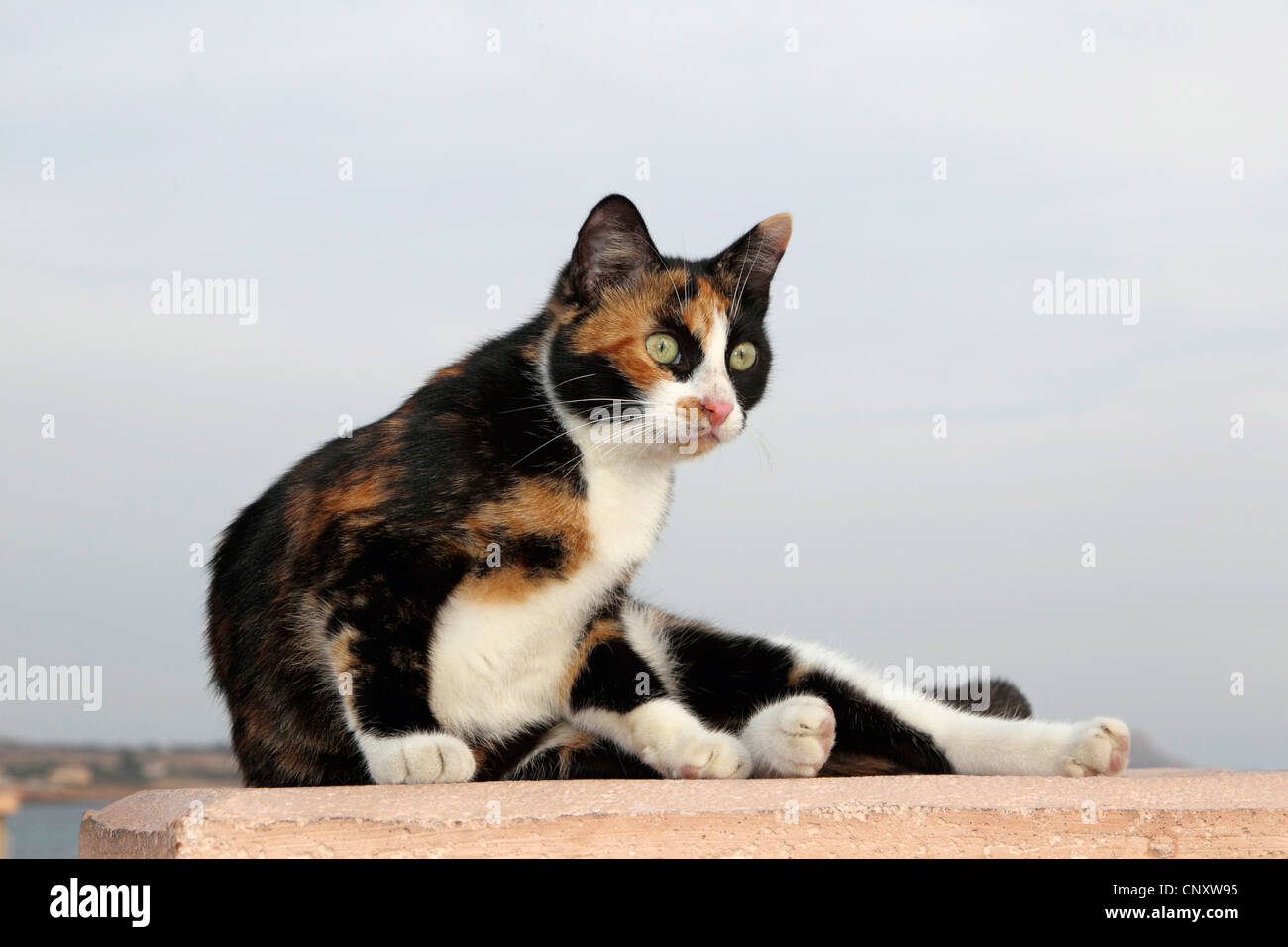 Hauskatze, Hauskatze (Felis Silvestris F. Catus) Kätzchen liegend auf einer Mauer am Hafen von Agia Napa, Zypern Stockfoto