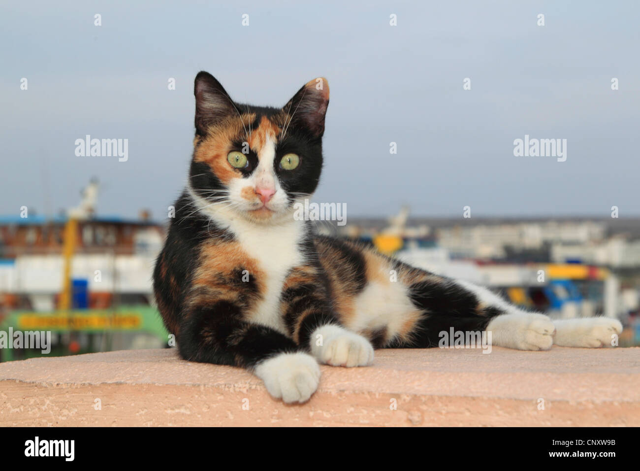 Hauskatze, Hauskatze (Felis Silvestris F. Catus) Kätzchen liegend auf einer Mauer am Hafen von Agia Napa, Zypern Stockfoto
