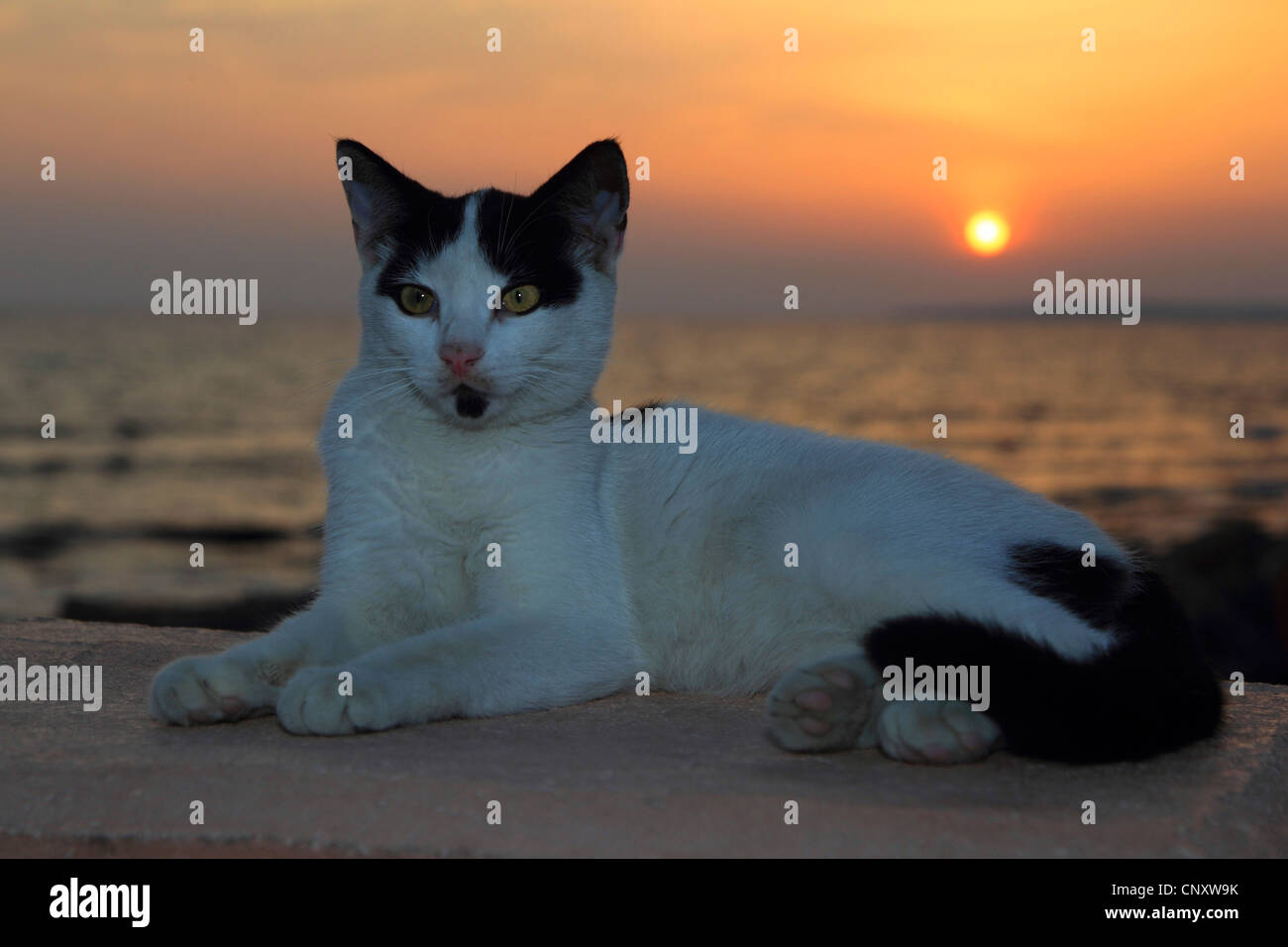 Hauskatze, Hauskatze (Felis Silvestris F. Catus), Hauskatze am Hafen von Agia Napa in Zypern, Zypern, Agia Napa Stockfoto