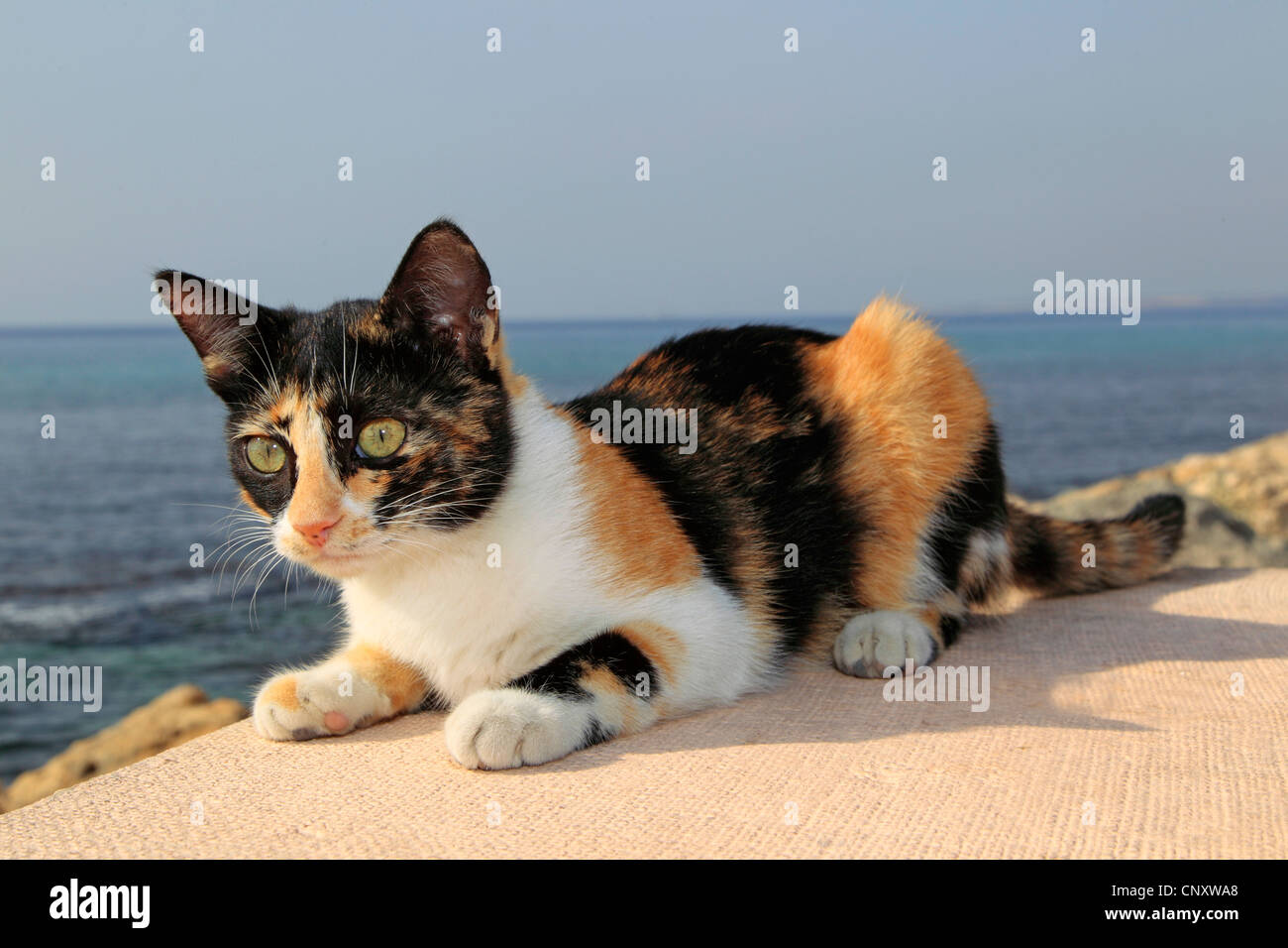 Hauskatze, Hauskatze (Felis Silvestris F. Catus) Kätzchen liegend auf einer Wand Stockfoto