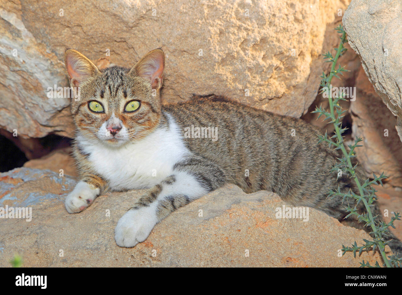 Hauskatze, Hauskatze (Felis Silvestris F. Catus) liegen zwischen Felsen Stockfoto