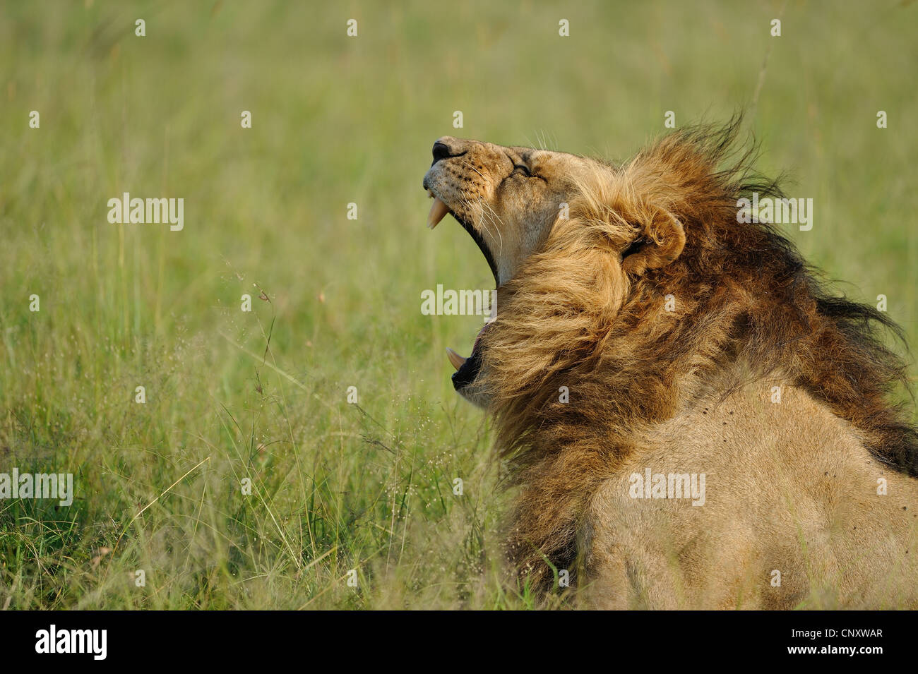 East African Lion - Massai Löwe (Panthera Leo Nubica) männlichen gähnende Masai Mara - Kenia - Ostafrika Stockfoto
