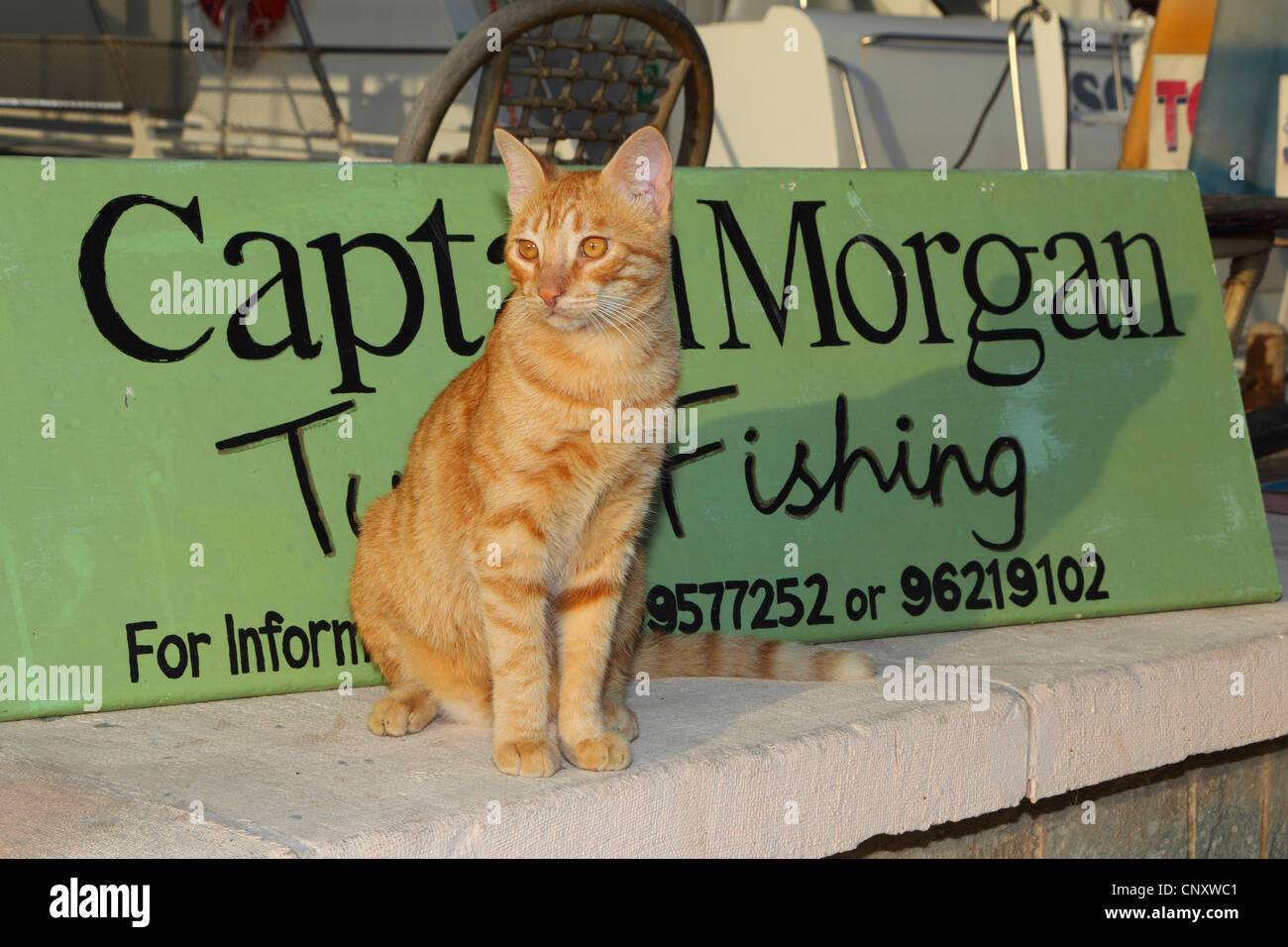 Hauskatze, Hauskatze (Felis Silvestris F. Catus), sitzt auf einem Angeln Boot, Zypern, Agia Napa Stockfoto