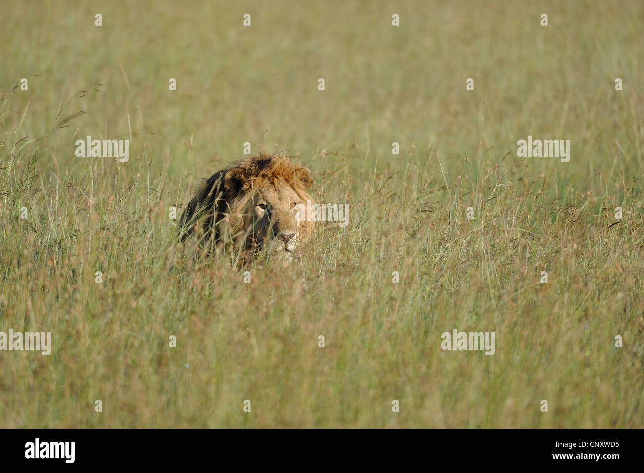 East African Lion - Massai Löwe (Panthera Leo Nubica) männlichen versteckt in den Rasen Masai Mara - Kenia - Ost-Afrika Stockfoto