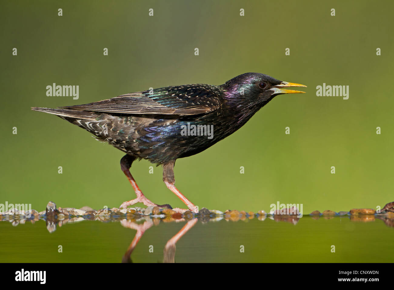 gemeinsamen Star (Sturnus Vulgaris), am Rande der Vogeltränke, Deutschland, Rheinland-Pfalz Stockfoto
