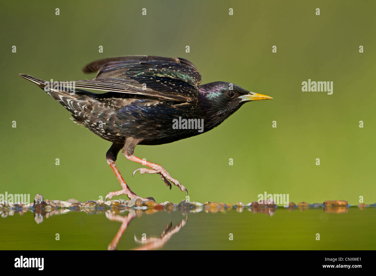 gemeinsamen Star (Sturnus Vulgaris), am Rande der Vogeltränke, Deutschland, Rheinland-Pfalz Stockfoto
