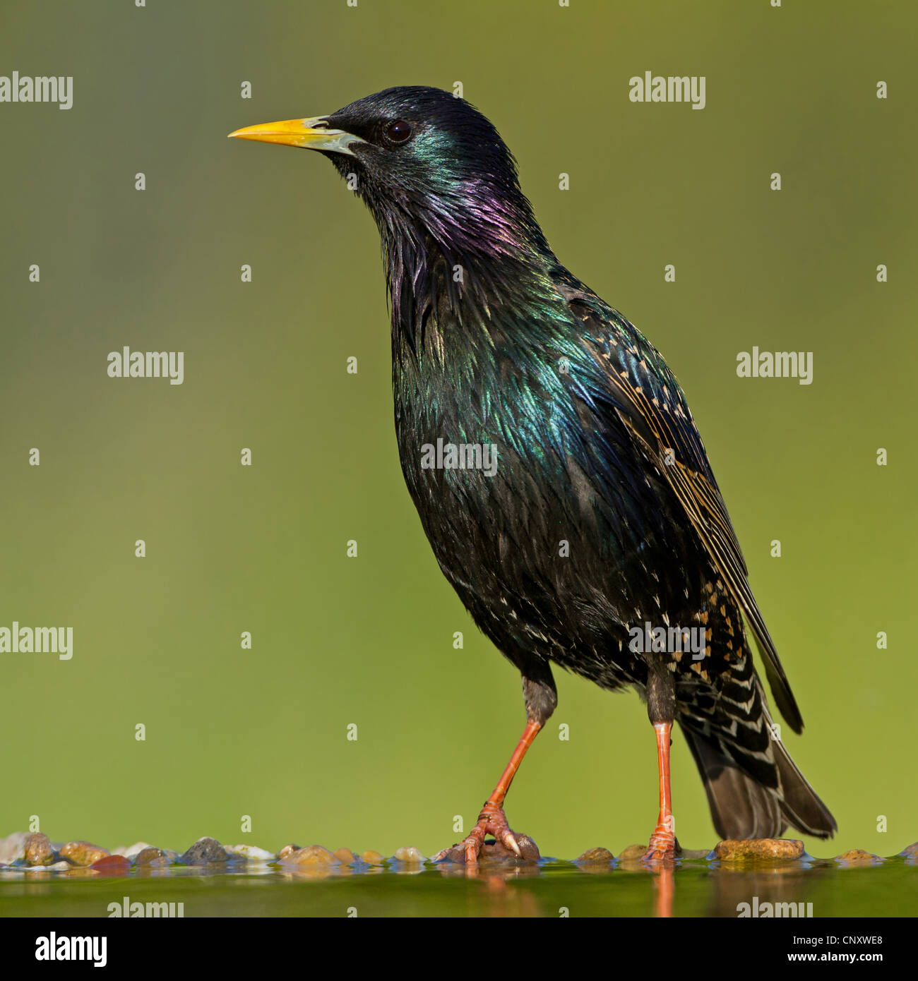 gemeinsamen Star (Sturnus Vulgaris), mit Zucht Gefieder, Deutschland, Rheinland-Pfalz Stockfoto