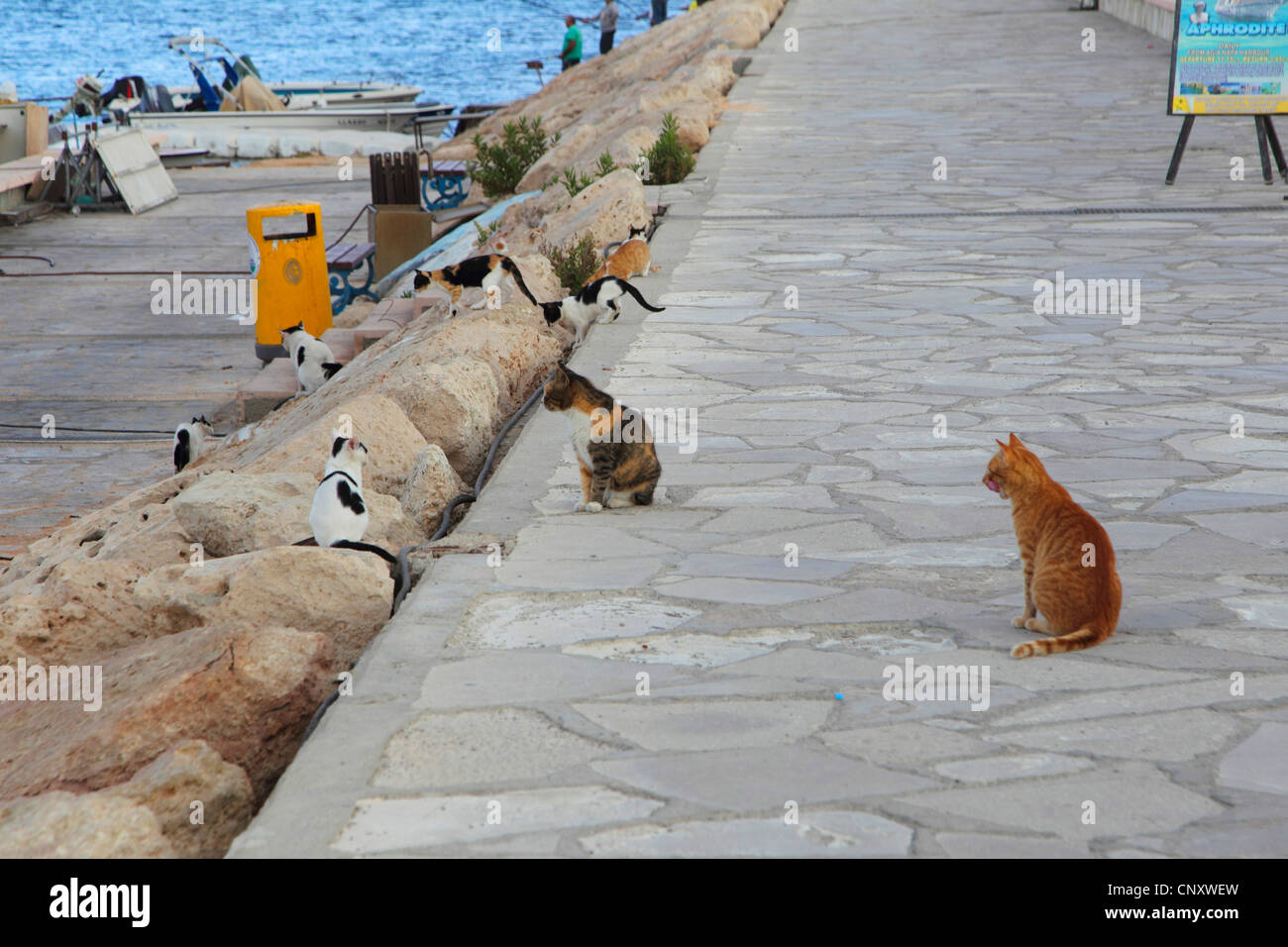 Hauskatze, Hauskatze (Felis Silvestris F. Catus), Katze im Hafen von Agia Napa, Zypern Stockfoto