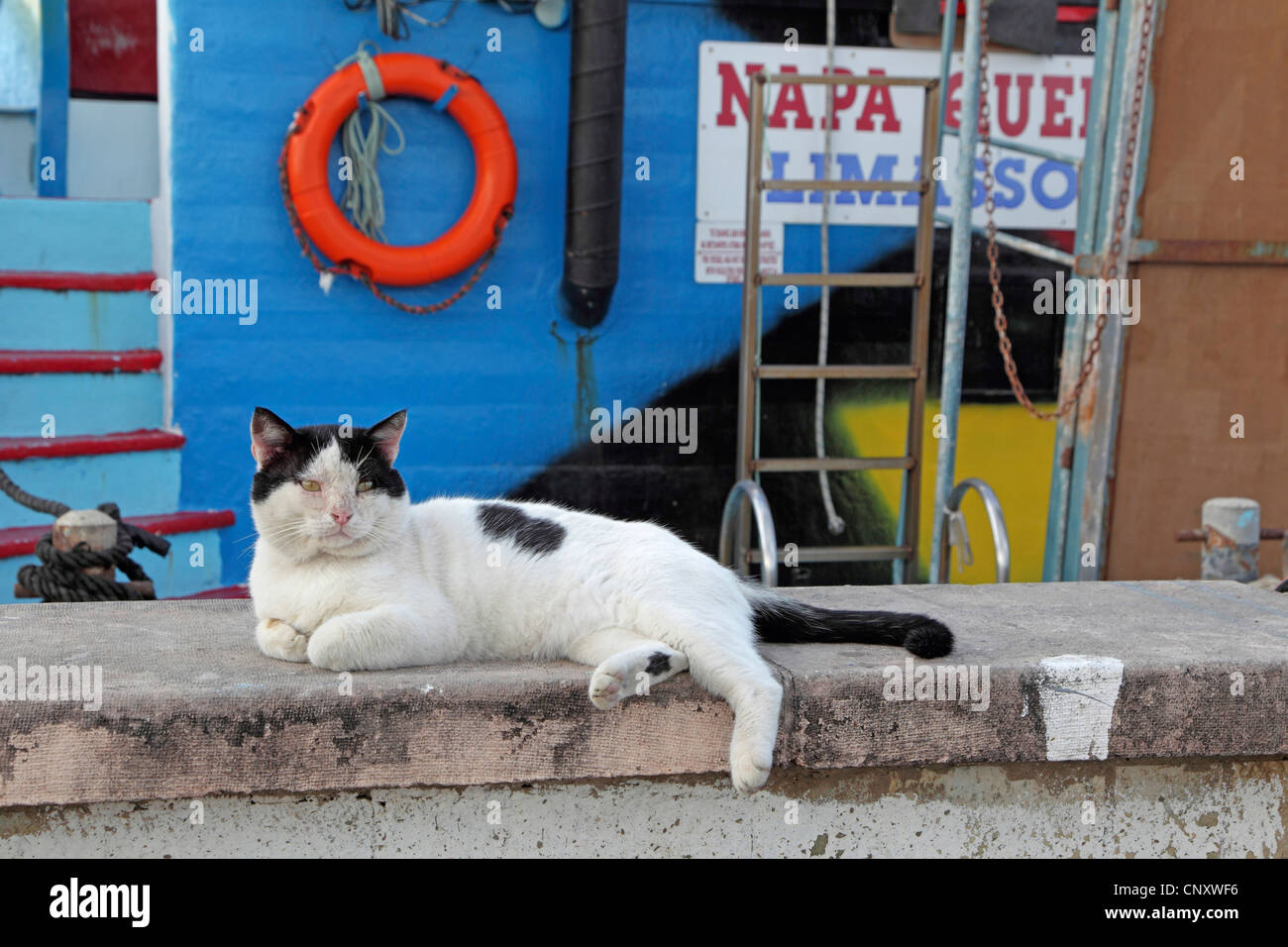 Hauskatze, Hauskatze (Felis Silvestris F. Catus), liegend auf einer Wand in den Hafen, Zypern, Agia Napa Stockfoto
