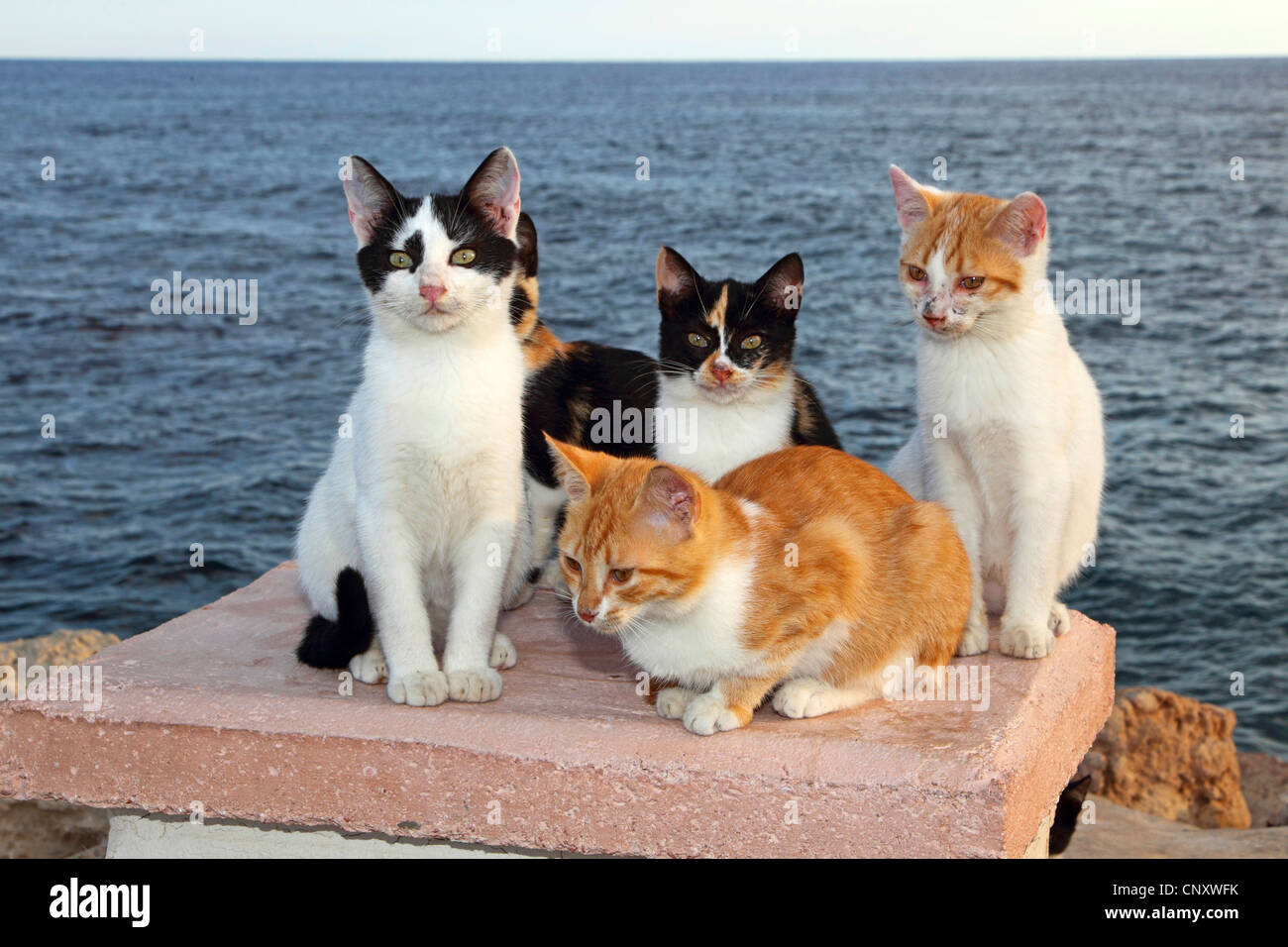 Hauskatze, Hauskatze (Felis Silvestris F. Catus), Katzen auf einer Mauer am Meer Stockfoto