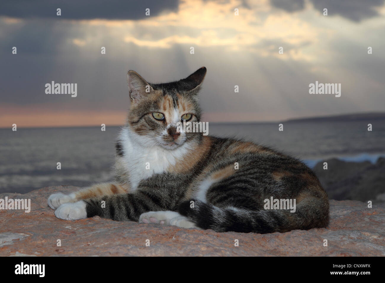 Hauskatze, Hauskatze (Felis Silvestris F. Catus), Hauskatze am Hafen von Agia Napa in Zypern, Zypern, Agia Napa Stockfoto