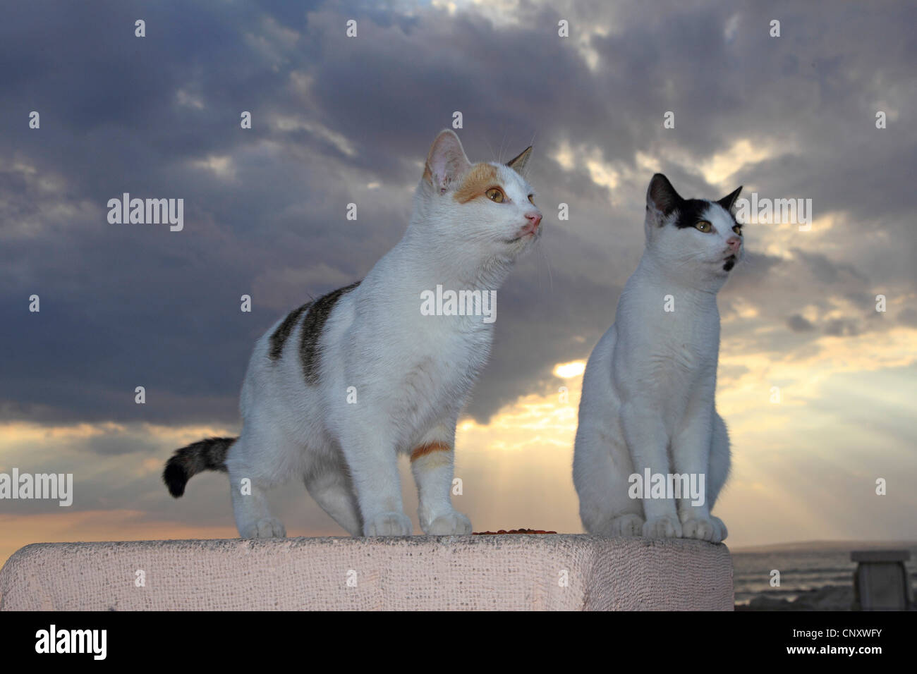 Hauskatze, Hauskatze (Felis Silvestris F. Catus), zwei Katzen an einer Wand bei Sonnenuntergang, Zypern, Agia Napa Stockfoto
