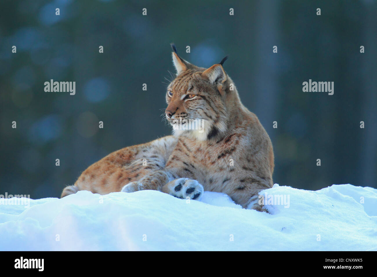 Eurasischer Luchs (Lynx Lynx), Luchs, liegend in den Nationalpark von Schnee, Deutschland, Bayerischer Wald Stockfoto