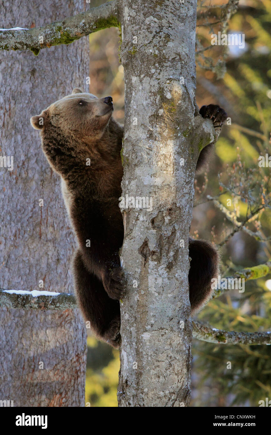 Europäischer Braunbär (Ursus Arctos Arctos), sitzen auf Baum, Deutschland Stockfoto