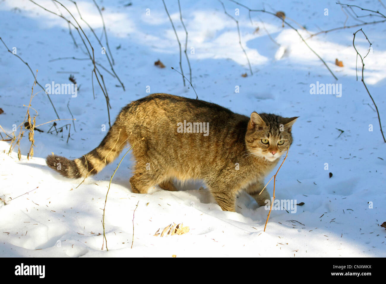 Europäische Wildkatze, Wald Wildkatze (Felis Silvestris Silvestris), stehend im Schnee, Deutschland Stockfoto