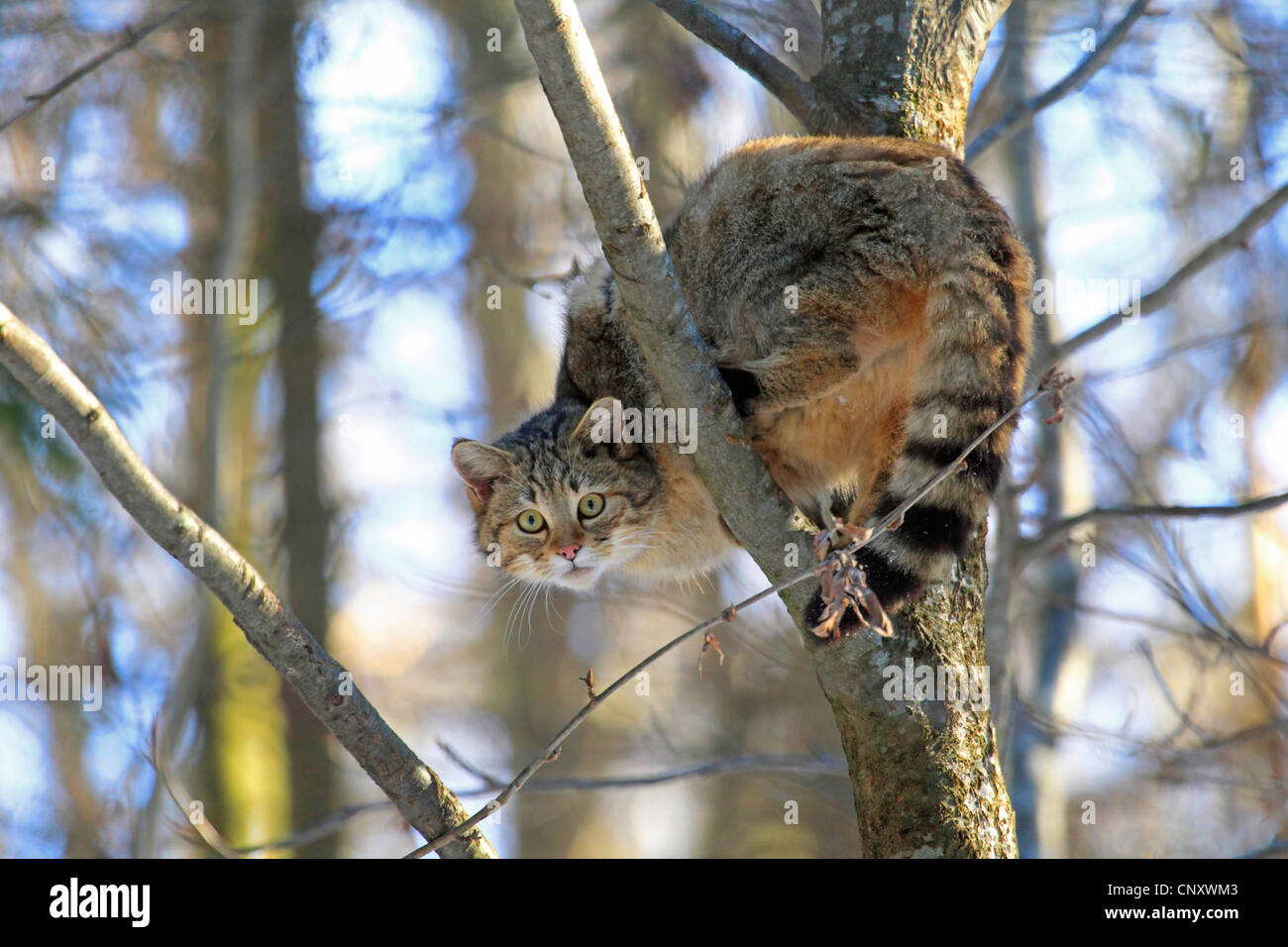 Europäische Wildkatze, Wald Wildkatze (Felis Silvestris Silvestris), sitzt die Wildkatze auf Baum, Deutschland Stockfoto